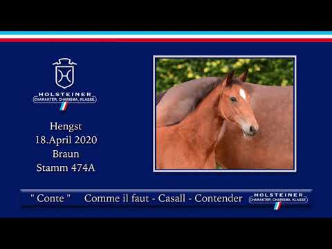 Holsteiner Elite-Fohlenauktion | Nr. 24 v. Comme il faut - Casall
