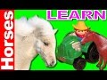 Farm Heroes Real Horses Animals For Kids Joe Macdonald Live Animals Horses Footage Toys