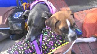 preview picture of video 'WAGS, Louisiana CAAWS Krewe of Mutts 2012'