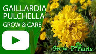Gaillardia pulchella - grow & care (Indian blanket)