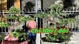 Pair of dragon-shaped La Han pine trees | Only 10 million/pair | Nam Dinh La Han pine trees