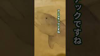 江戸時代の人が描いたシュモクザメ