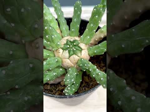 園芸 マーティンのユーフォルビア