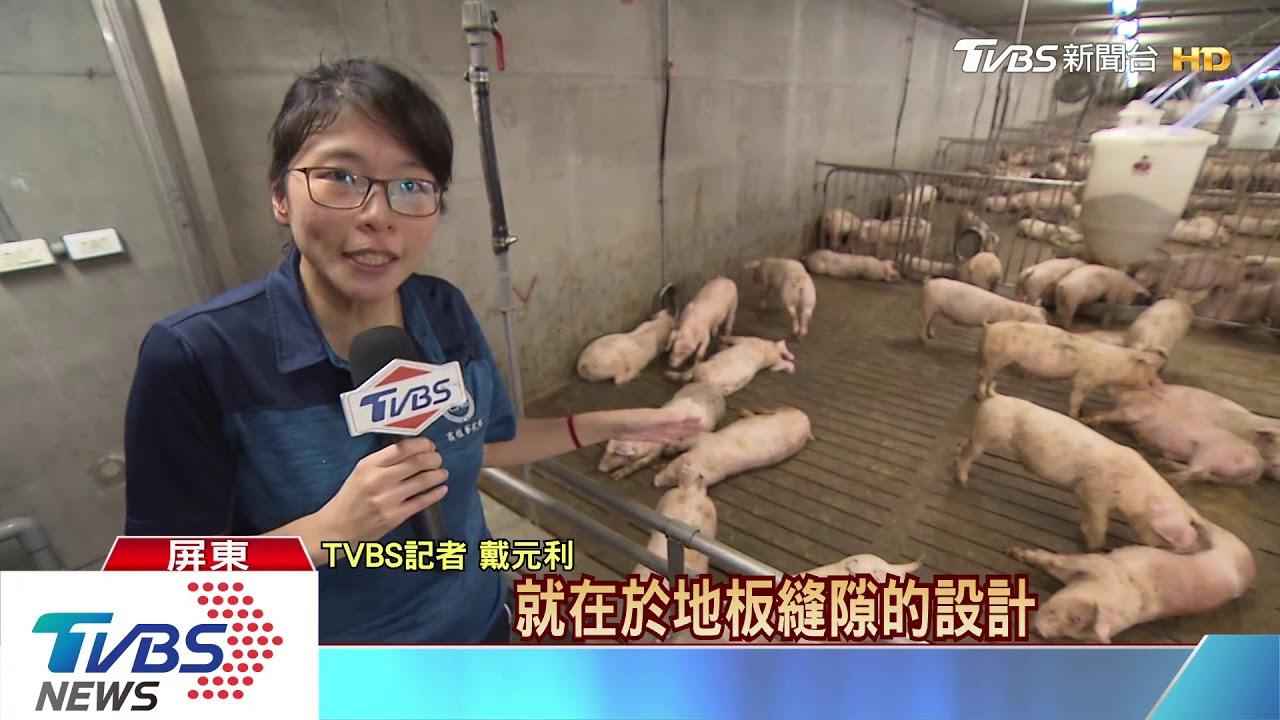 台糖帶頭拚外銷 「養豬國家隊」示範基地首度曝光