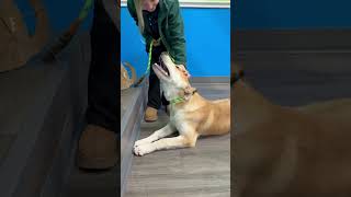 Video preview image #1 Mutt Puppy For Sale in The Woodlands, TX, USA