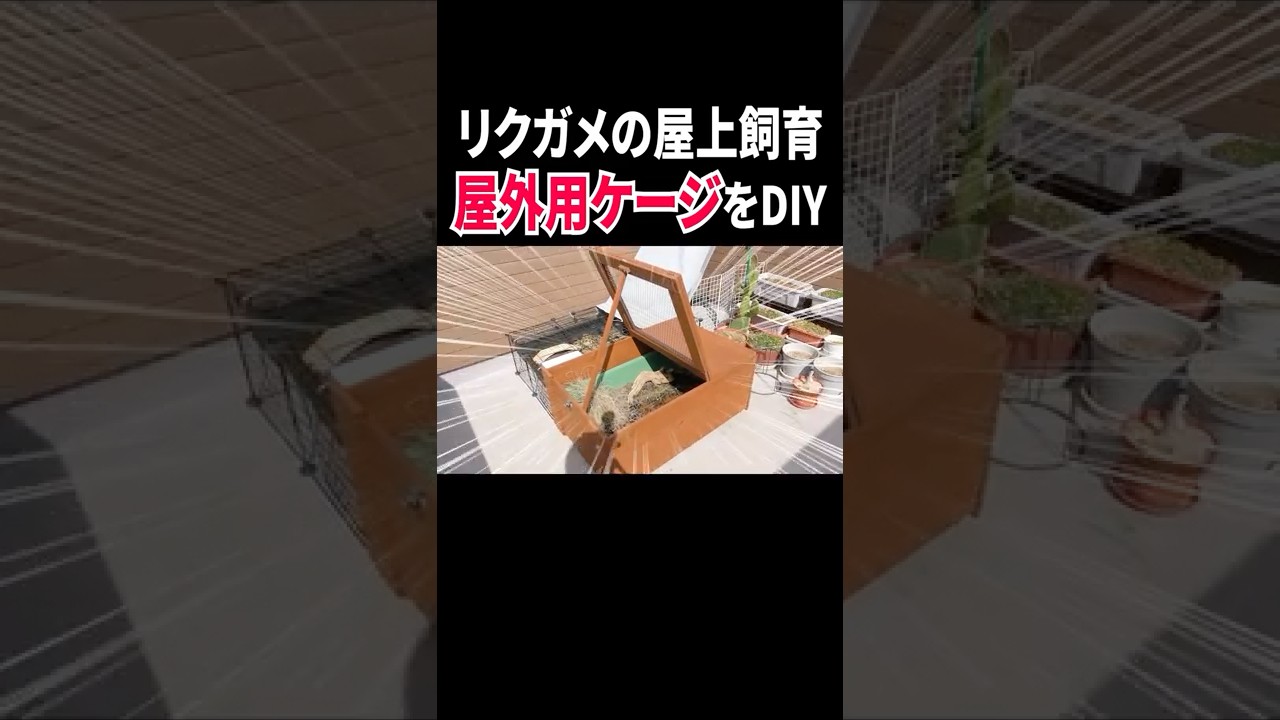 DIYでリクガメのために屋外飼育用ケージを作ってみた