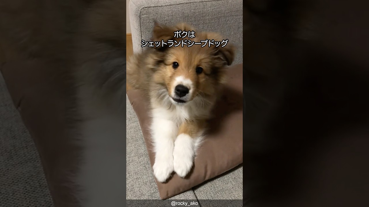 【塩対応】シェットランドの可愛さがわかる1分解説