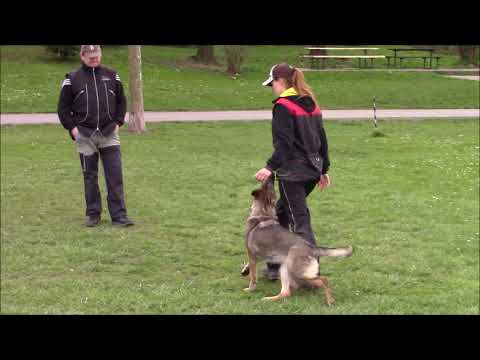 Railey z Jukasu - obedience - 4/2021