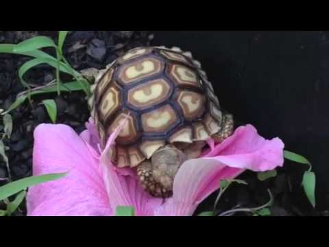 Rare sulcata X Leopard Tortoise Hybrid