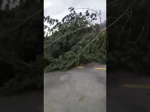 En #Cotopaxi, fuertes vientos provocaron la caída de árboles y cortes de energía en cantón #Pujilí