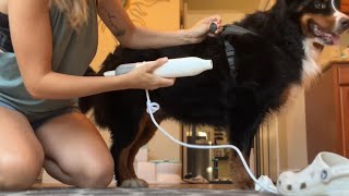 Dog tests out blow dryer!