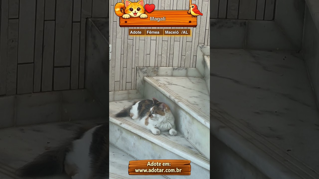 Gato raça SRD-ViraLata idade 4 anos nome Magali 