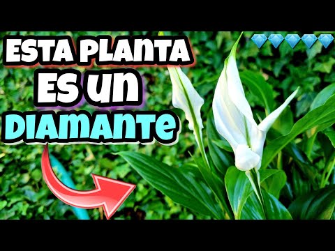 , title : 'SI TIENES esta PLANTA eres 1 entre un MILLÓN! MIRA porque tener 1 | Usos y cuidados del Espatifilo'