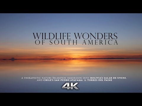 "Wildlife Wonders of South America" 4K Signature Nature Relaxation™ Film  Chile & Bolivia (No Music)