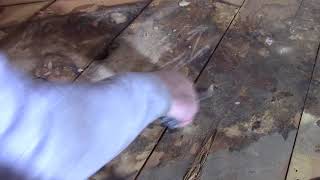 Cleaning Up Rat Smell