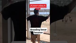Download lagu Breeding Besar-besaran Mr. Kowsem #MrKowsem #KowsemFarm #BreedingAyam mp3