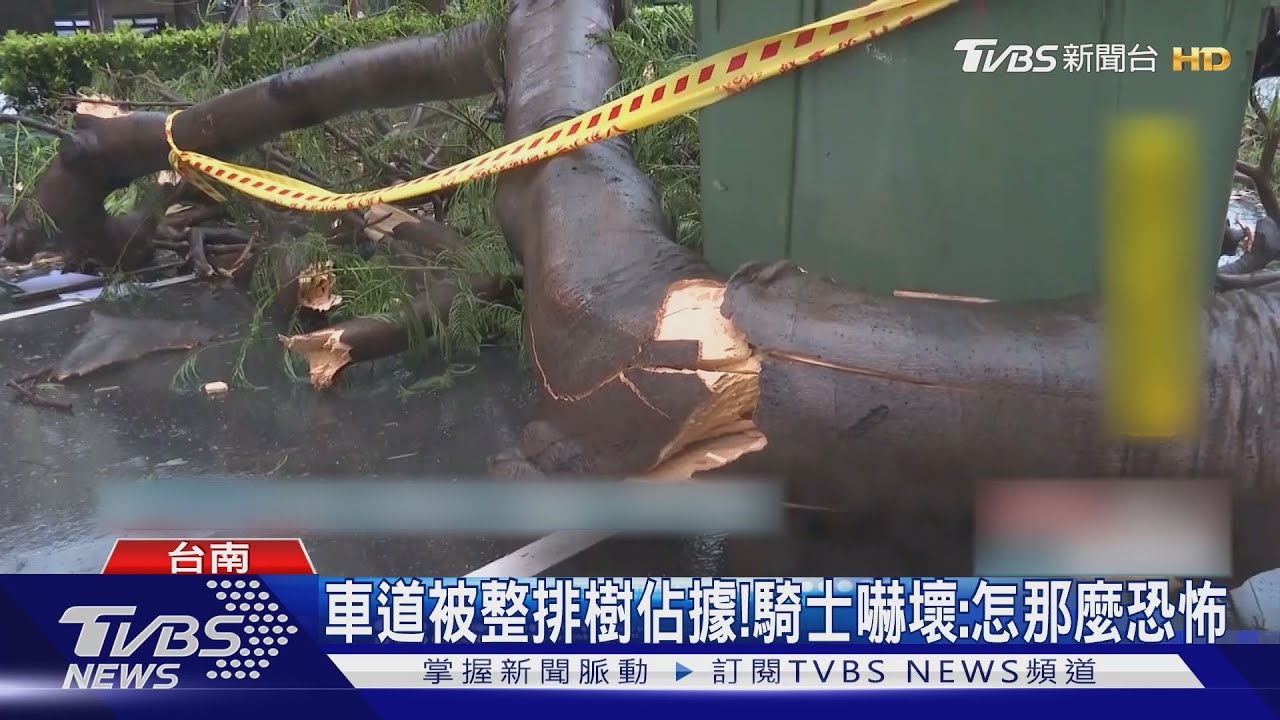 16級強風肆虐！台南行道樹成「巨大花椰菜」　民眾：整晚難以入睡