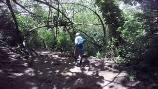 Hike to Manoa Falls