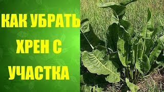 Как вывести хрен с участка видео