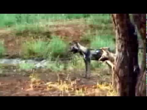 Kim Wolhuter and his wild dogs