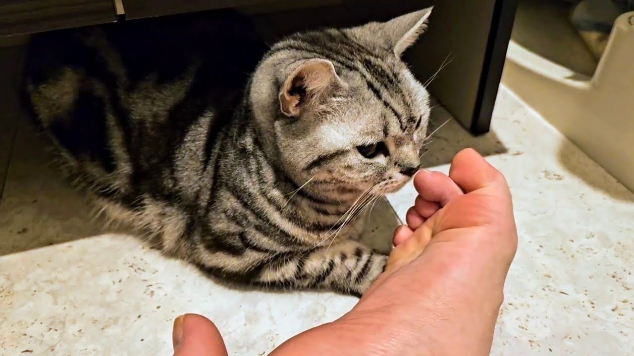 foot odor(‐д`‐ll)