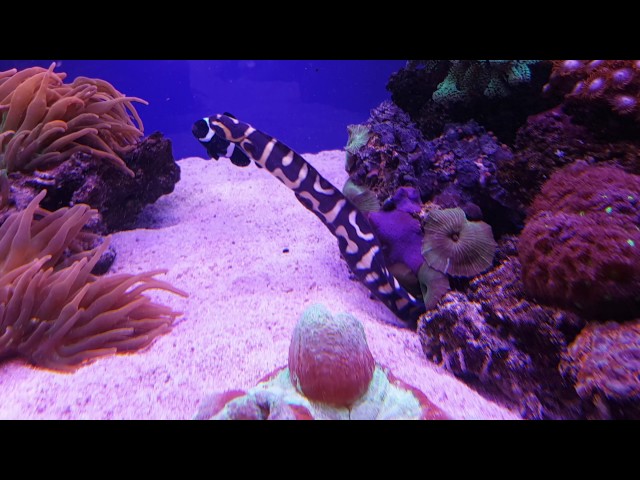 Engineer Goby in Reef tank