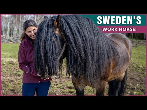 , title : 'Equestrian Rides the North Swedish Horse in Sweden'
