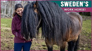 Equestrian Rides the North Swedish Horse in Sweden