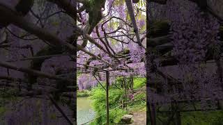 湖畔紫藤花隨風搖曳，御船山樂園