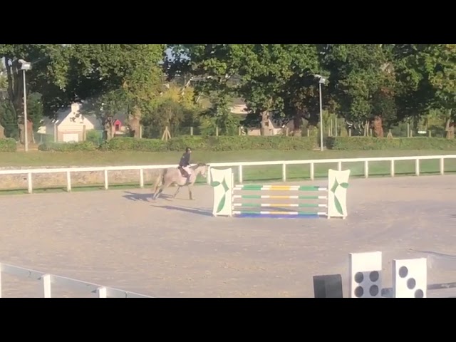 Hongre de 7 ans