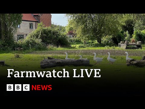 LIVE: BBC Farmwatch is hearing from farmers across England