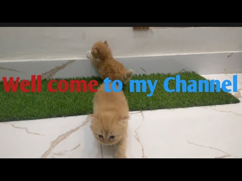 Welcome to my Channel|Roza and Jinger#cute #kitten #cat