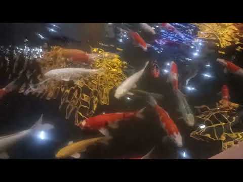 The beautiful butterfly koi fish 🐠🐟🐟🐟🐟🐠