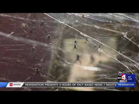 Spiders Takeover Antelope Island