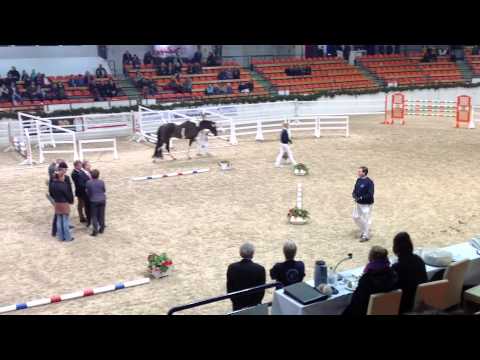 Körung Neumünster Söl´rings Cadeau Noir  08 02 2014 Körergebnis