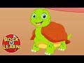 I Had a Little Turtle - Nursery Rhyme Song for Kids