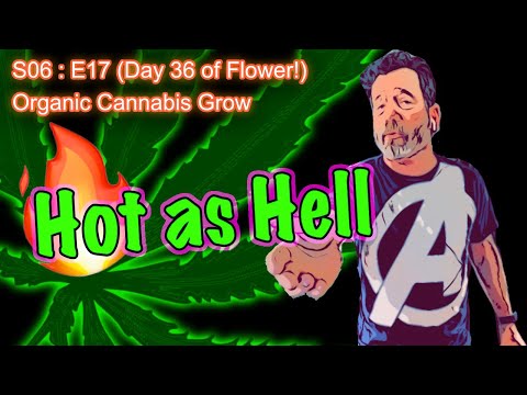 S06 E17 (Day #113) || Day 36 of Flower || BluMat Soil Meter || How to Grow Cannabis for Beginners
