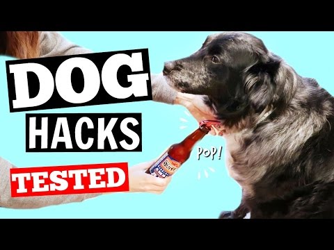 These Life Hacks Would Be Really Helpful For Dog Owners