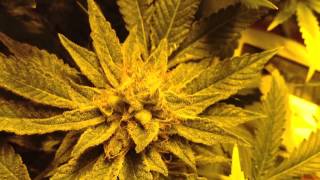 Medical Marijuana 2x4 Scrog Grow tent - Day 55 Flowering