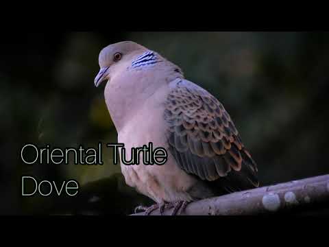 Oriental Turtle Dove(SIKKIM)