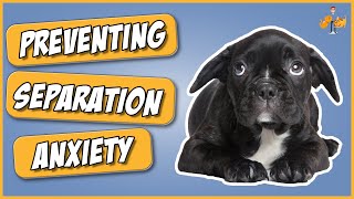 How To Prevent Separation Anxiety in Your Dog (when you head back to work)