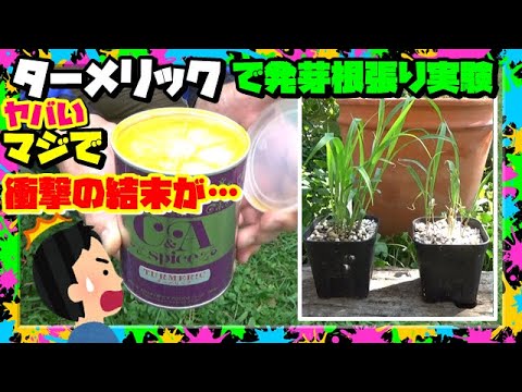 牡丹の肥料：春に適用する最も効果的な天然物は次のとおりです。  庭園