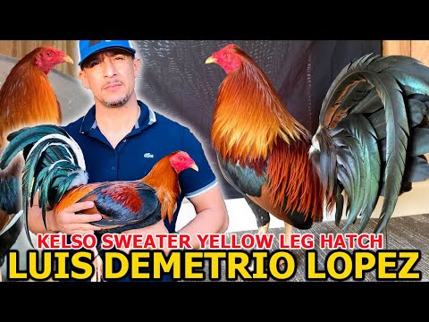 CALIFORNIA 💯 Best Quality Kelso Sweater Yellow Leg Hatch ‼️ LDL FARM Beautiful Birds