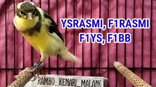 Download lagu SPECIAL PRICE FOR THE CHEAPEST F1 , F1YS, AF, FEMALE CANARI READY TO BREED mp3 Download lagu SPECIAL PRICE FOR THE CHEAPEST F1 , F1YS, AF, FEMALE CANARI READY TO BREED mp3