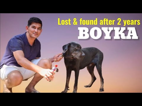 The Story of Boyka - A Dog Lost & Found After 2 Yrs | Neapolitan Mastiff Cross Rottweiler Dog