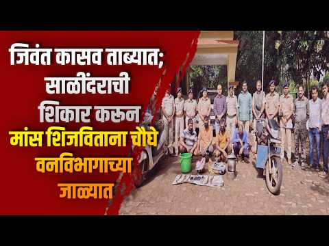जिवंत कासव ताब्यात; साळींदराची शिकार करून मांस शिजविताना चौघे वनविभागाच्या जाळ्यात जिवंत कासव ताब्यात; साळींदराची शिकार करून मांस शिजविताना चौघे वनविभागाच्या जाळ्यात