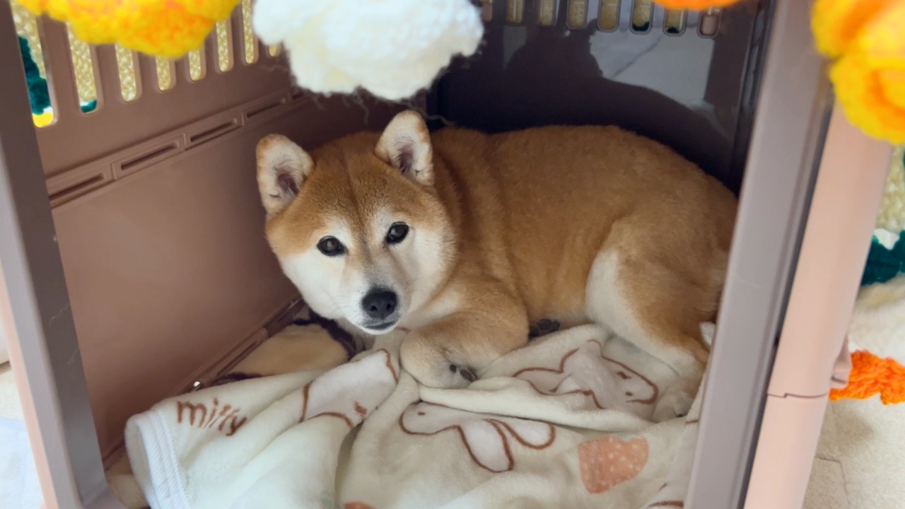 いつも一緒にいた弟柴がいなくなったら姉柴に変化が...