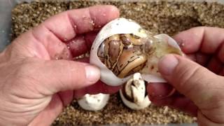 OPENING KINDER SURPRISE EGGS! 😱    (BIG BOY STYLE)