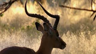 Megadeth - Last Rites (Apple Commercial - Shot iPhone XS - Don&#39;t Mess With Mother)(2019)