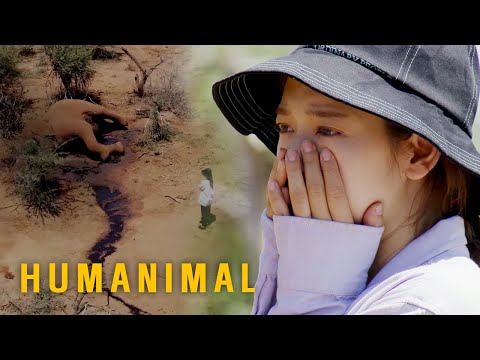 Park Shin Hye Felt so much Resentment for that Animal [Humanimal Ep 1]